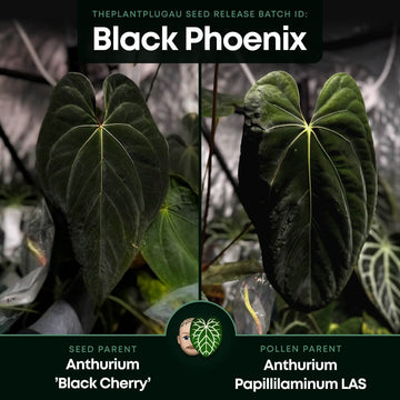 Anthurium #BlackPhoenix