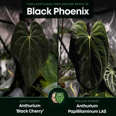 Anthurium #BlackPhoenix