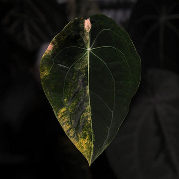 Anthurium forgetti hybrid variegated 'Dark'