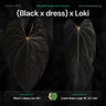 Anthurium (Black x dress) x Loki