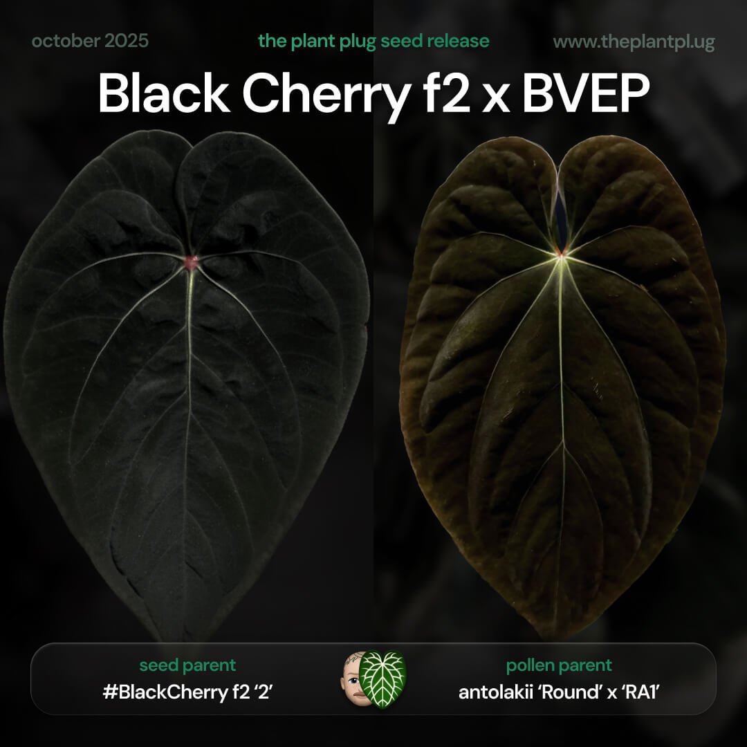 Anthurium Black Cherry f2 x BVEP