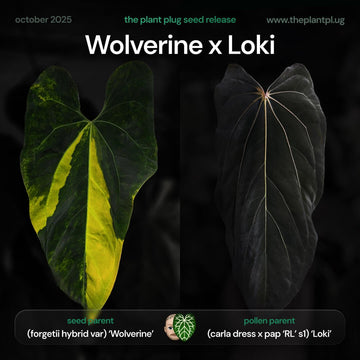 Anthurium Wolverine x Loki