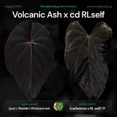 Anthurium Volcanic Ash x carladress RLself