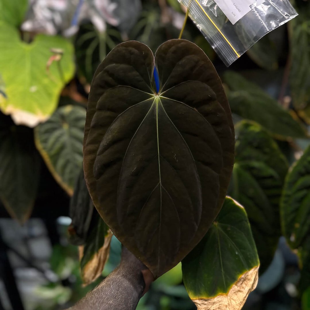 Anthurium antolakii 'Round' x 'RA1'