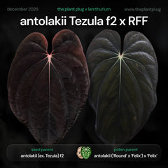 Anthurium antolakii [(ex. Tezula) f2] x [('Round' x 'Felix') x 'Felix']