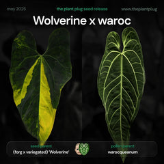 Anthurium Wolverine x warocqueanum