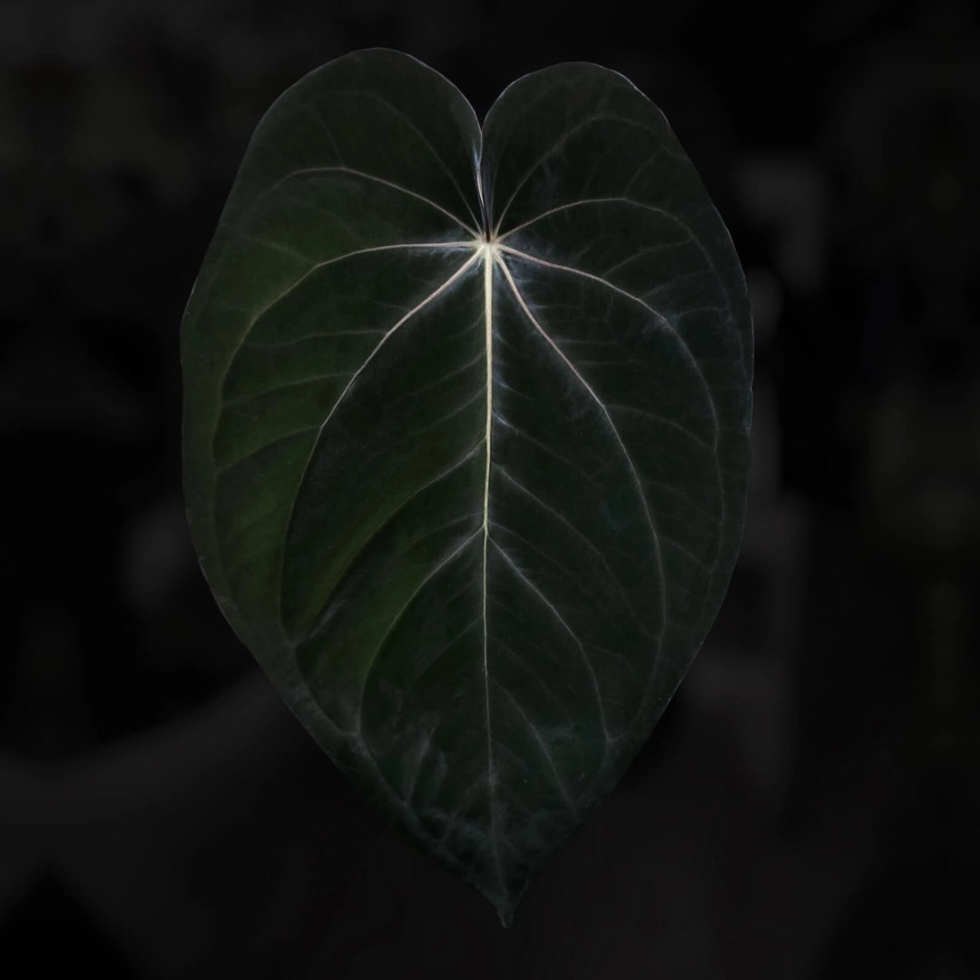 Anthurium [(antolakii x 'DP') x (dress x carla)] '1'
