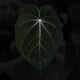 Anthurium [(antolakii x 'DP') x (dress x carla)] '1'