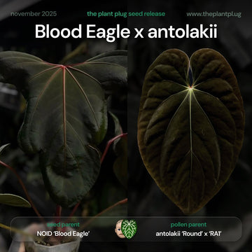 Anthurium Blood Eagle x antolakii