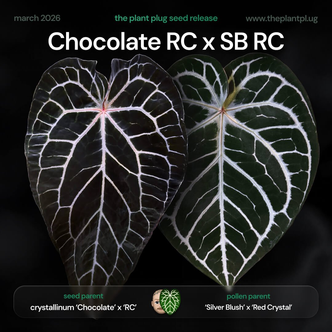Anthurium (crystallinum 'Chocolate' x 'Red Crystal') x ('Silver Blush' x 'Red Crystal')