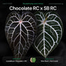Anthurium (crystallinum 'Chocolate' x 'Red Crystal') x ('Silver Blush' x 'Red Crystal')