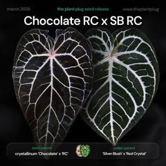 Anthurium SKG Silver RC x dress RBC – The Plant Plug