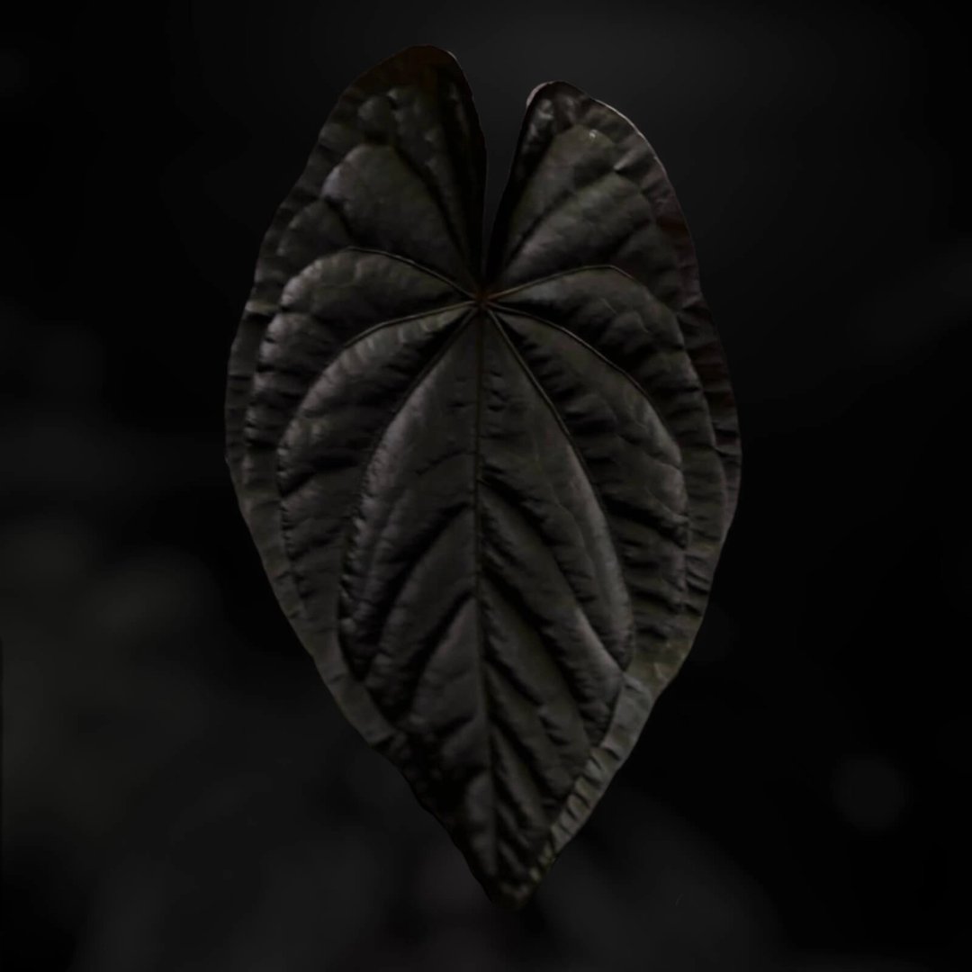 Anthurium 'MP Dress'