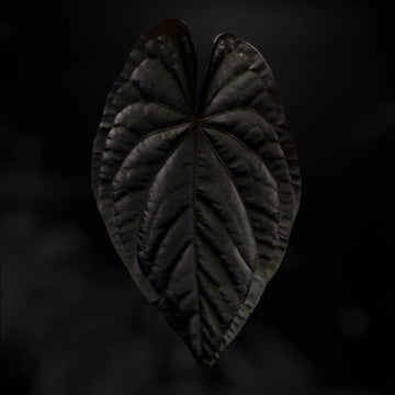 Anthurium 'MP Dress'