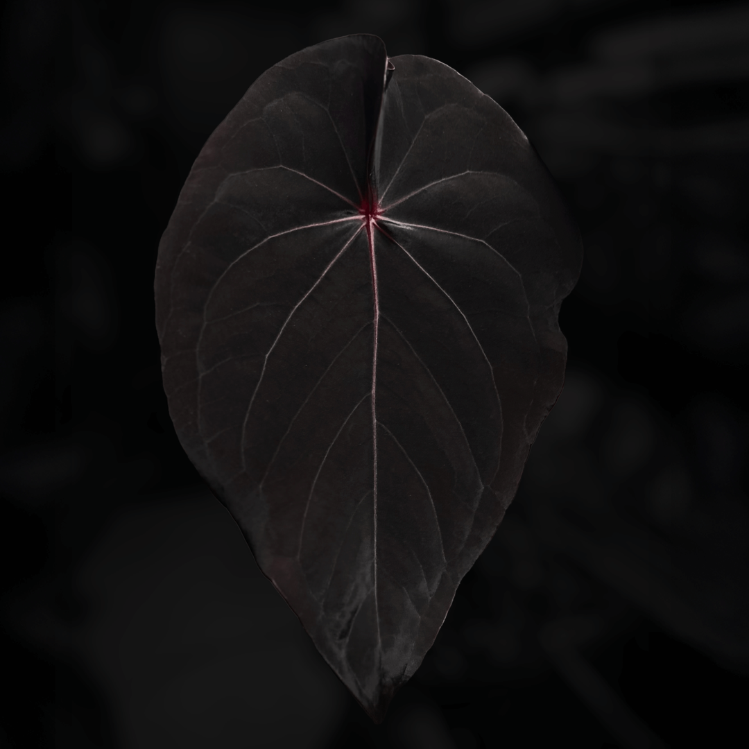 Anthurium #VolcanicAsh