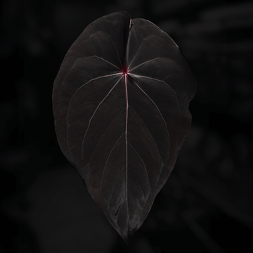Anthurium #VolcanicAsh