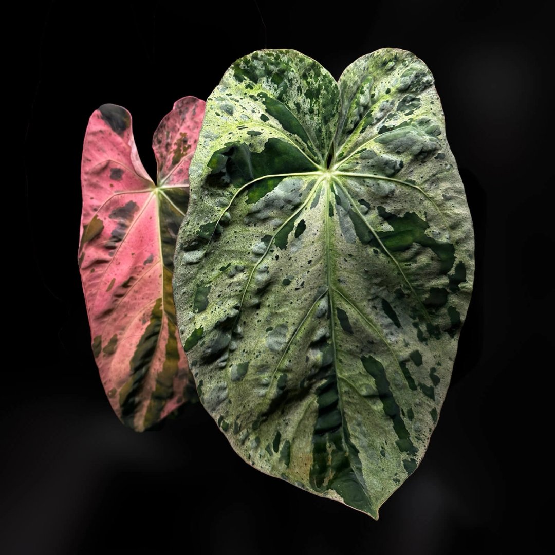 Anthurium Strawberry Vomit