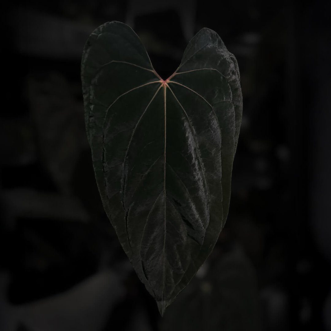 Anthurium #005 '1'