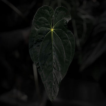 Anthurium #Beelzebub '2'