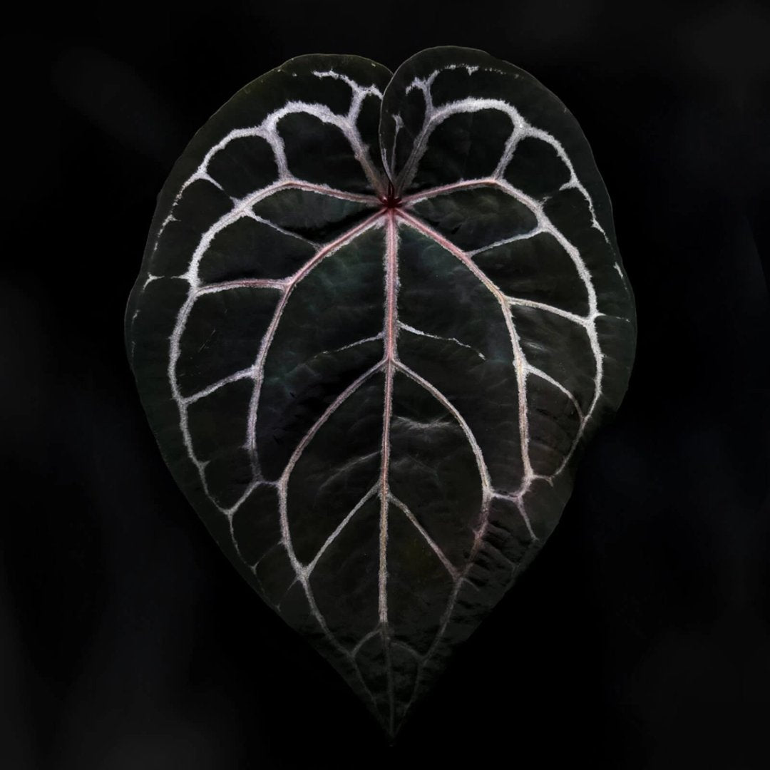 Anthurium 'Red Crystallinum' (ex. Tezula)