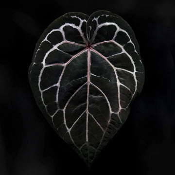 Anthurium 'Red Crystallinum' (ex. Tezula)