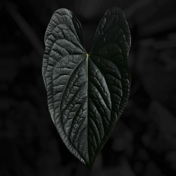 Anthurium papillilaminum x luxurians