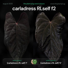 Anthurium carladress x pap RLself f2