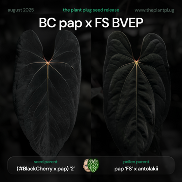 Anthurium BC pap x FS BVEP