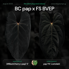Anthurium BC pap x FS BVEP