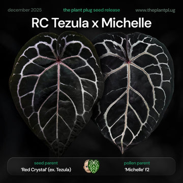 Anthurium Red Crystal Tezula x Michelle f2