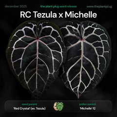 Anthurium Red Crystal Tezula x Michelle f2