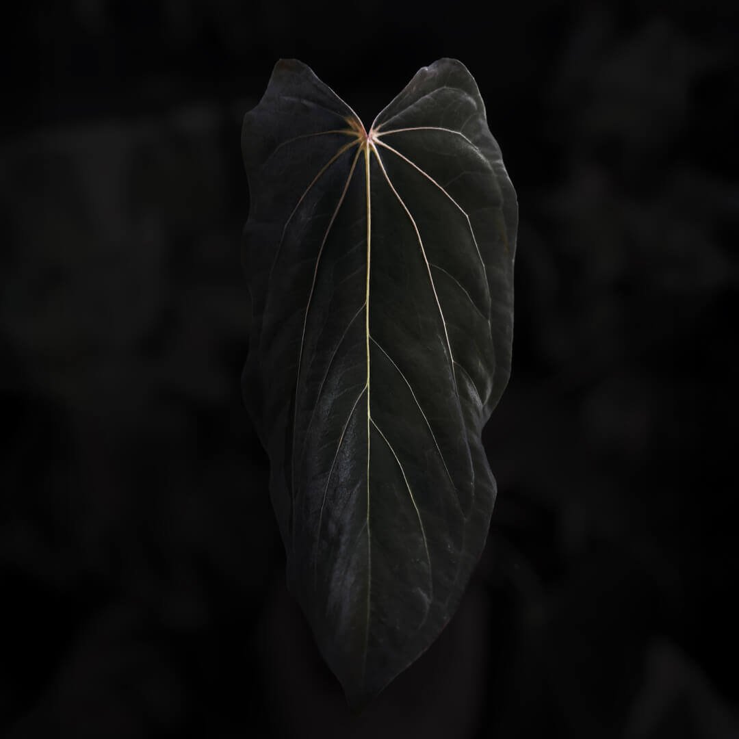 Anthurium [(carla x dress) x (pap 'RL' s1)] 'Loki'