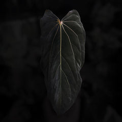Anthurium [(carla x dress) x (pap 'RL' s1)] 'Loki'