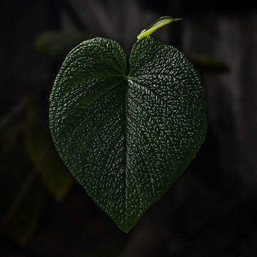 Anthurium splendidum
