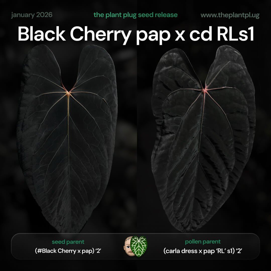 Black Cherry pap x carladress RLs1