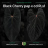 Black Cherry pap x carladress RLs1