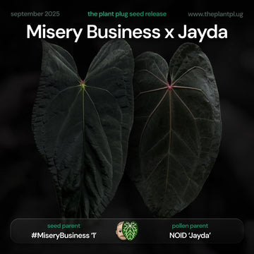 Anthurium Misery Business x Jayda