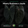 Anthurium Misery Business x Jayda