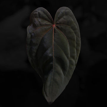 Anthurium #MidnightVelvet x 'RVDP'