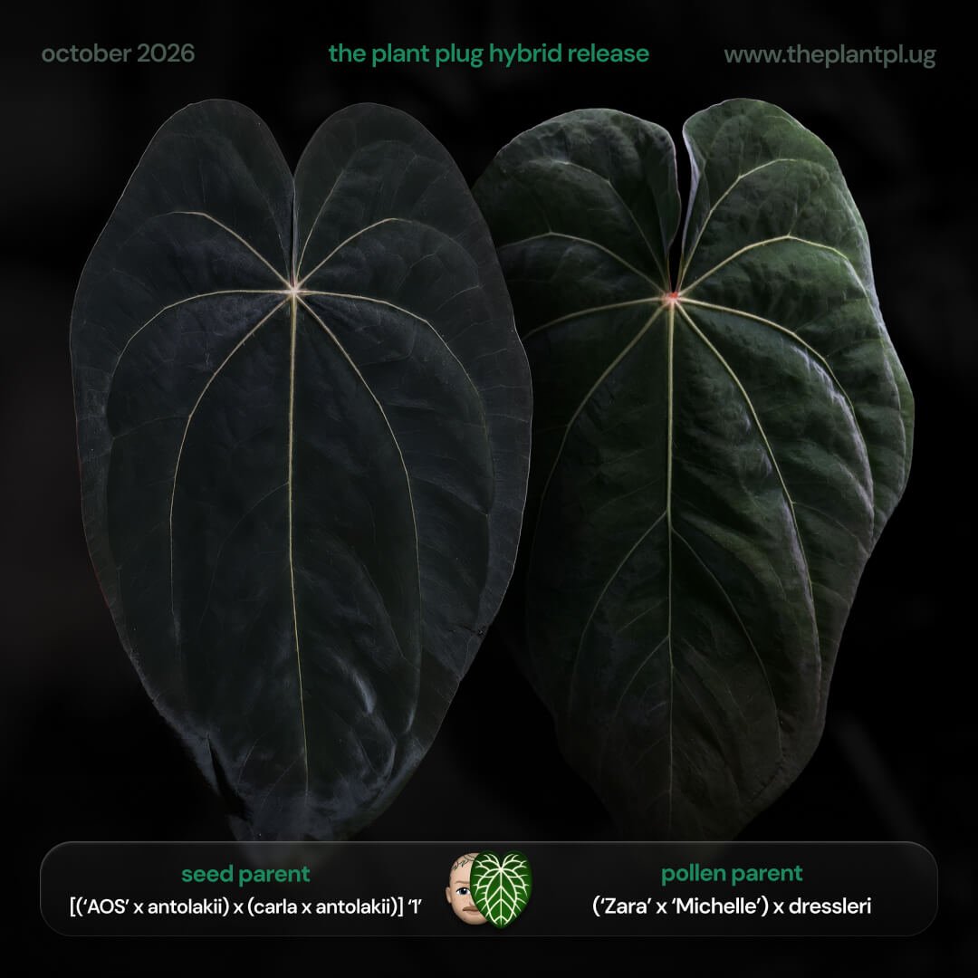 Anthurium [('AOS' x antolakii) x (carlablackiae x antolakii)] '1' x [('Zara' x 'Michelle') x dressleri]