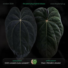 Anthurium [('AOS' x antolakii) x (carlablackiae x antolakii)] '1' x [('Zara' x 'Michelle') x dressleri]