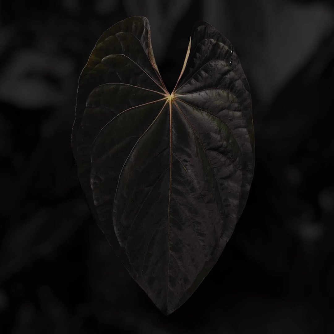 Anthurium 'Black' x dressleri