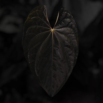 Anthurium 'Black' x dressleri