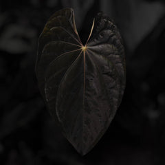 Anthurium 'Black' x dressleri