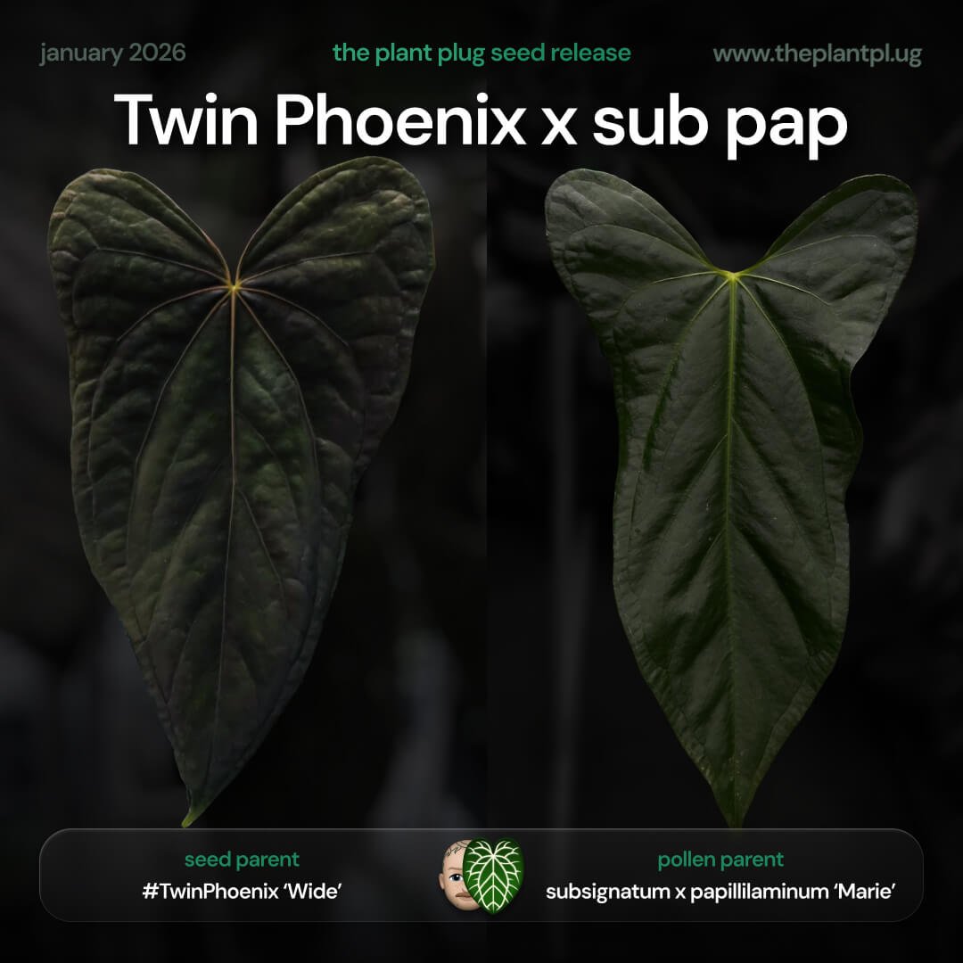 Twin Phoenix x subsignatum papillilaminum