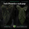 Twin Phoenix x subsignatum papillilaminum