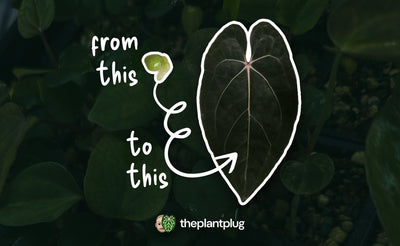 Complete Guide to Growing Anthuriums from Seed