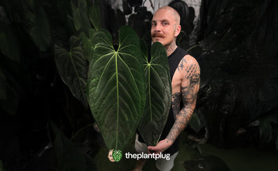 Secrets of Elite Anthurium Growers: The Exact Nutrient System to 10x Your Leaf Size