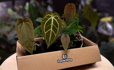 Welcome Your New Plant Home: Unpacking, Acclimating & Thriving
