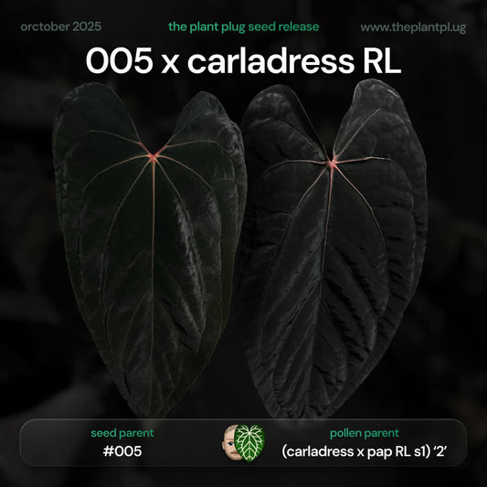 Anthurium 005 x carladress RLself